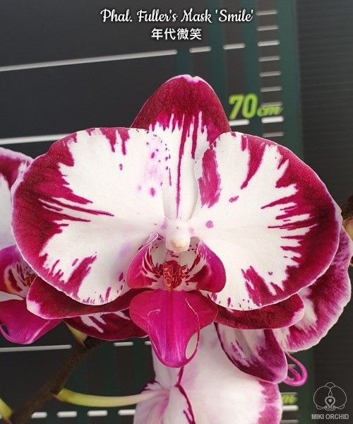 Phal. Fuller's Mask 'Smile' 2.5"