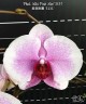 Phal. Miki Pink Mist '3131' 2.5''