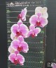 Phal. Miki Pink Mist '3131' 2.5''