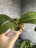 Phal. Miki Pink Mist '3131' 2.5''