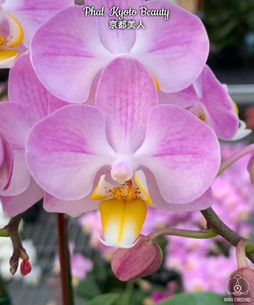 Phal. Kyoto Beauty 2.5"