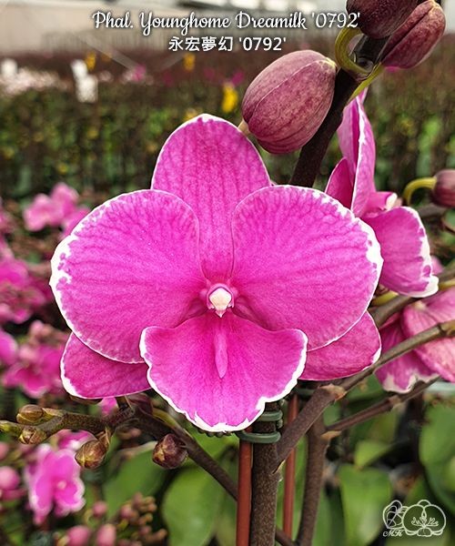 Phal. Younghome Dreamilk '0792' 2.5''