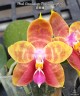 Phal. Guadalupe Pineda 'Yaphon' 2.5'' УЦЕНКА (нет нижн. лист.)