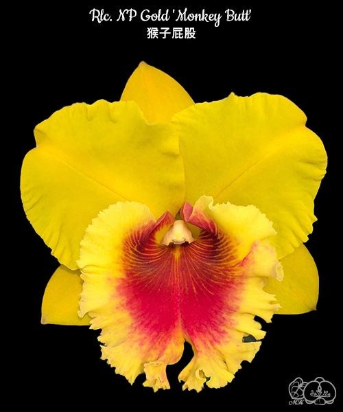 Rlc. NP Gold 'Monkey Butt' 2.5"