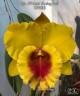 Rlc. NP Gold 'Monkey Butt' 2.5"