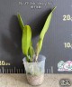 Rlc. NP Gold 'Monkey Butt' 2.5"
