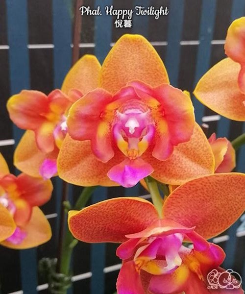 Phal. Happy Twilight 2.8'' УЦЕНКА (мех. повр. лист.)