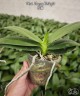 Phal. Happy Twilight 2.8'' УЦЕНКА (мех. повр. лист.)