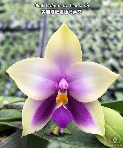 Phal. bellina var. blue × sib	2.5"