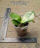 Phal. bellina var. blue × sib	2.5"