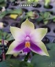 Phal. bellina var. blue × sib	2.5"