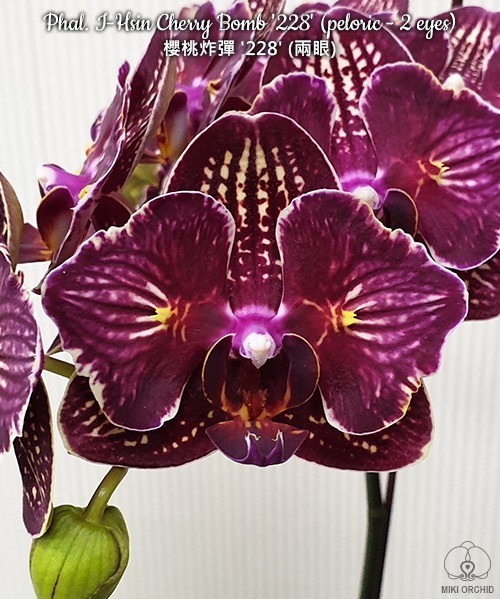 Phal. I-Hsin Cherry Bomb '228' (peloric - 2 eyes) 2.5''