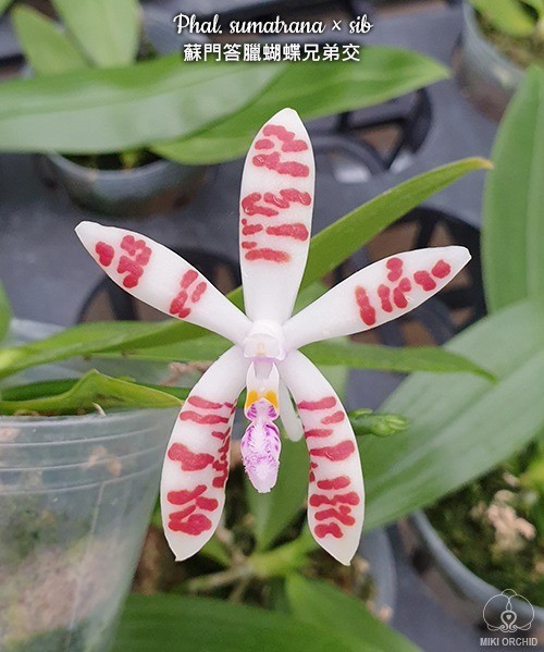 Phal. sumatrana × sib 2.5"