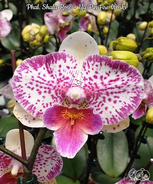 Phal. Shalu Rose × Yu Pin Fire Works 2.5''