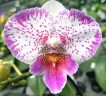 Phal. Shalu Rose × Yu Pin Fire Works 2.5''