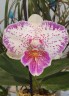 Phal. Shalu Rose × Yu Pin Fire Works 2.5''