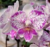 Phal. Shalu Rose × Yu Pin Fire Works 2.5''