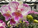 Phal. Shalu Rose × Yu Pin Fire Works 2.5''