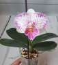 Phal. Shalu Rose × Yu Pin Fire Works 2.5''