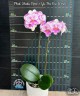 Phal. Shalu Rose × Yu Pin Fire Works 2.5''
