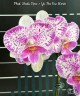 Phal. Shalu Rose × Yu Pin Fire Works 2.5''