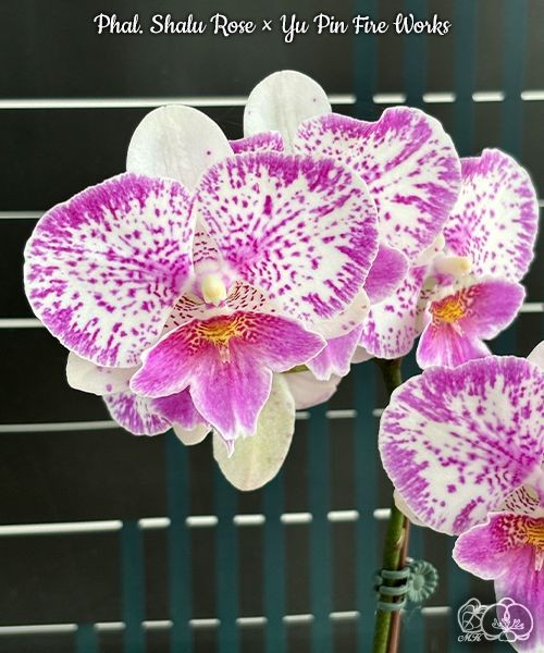 Phal. Shalu Rose × Yu Pin Fire Works 2.5''