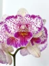 Phal. Shalu Rose × Yu Pin Fire Works 2.5''
