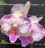 Phal. Shalu Rose × Yu Pin Fire Works 2.5''
