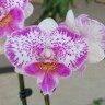 Phal. Shalu Rose × Yu Pin Fire Works 2.5''