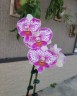 Phal. Shalu Rose × Yu Pin Fire Works 2.5''