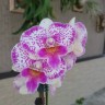 Phal. Shalu Rose × Yu Pin Fire Works 2.5''