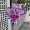 Phal. Shalu Rose × Yu Pin Fire Works 2.5''