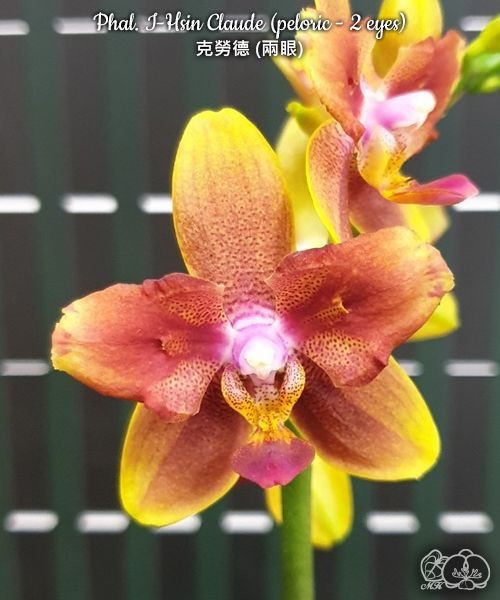 Phal. I-Hsin Claude (peloric - 2 eyes) 2.5''