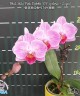 Phal. Miki Pink Rabbit '174' (peloric - 2 eyes) 2.5''