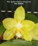 Phal. Yaphon Christmas 'Honey lemon' 2.5"