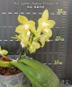 Phal. Yaphon Christmas 'Honey lemon' 2.5"
