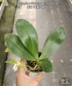 Phal. Yaphon Christmas 'Honey lemon' 2.5"