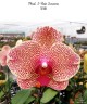 Phal. I-Hsin Sesame 2.5'' Уценка (мех. повр.)
