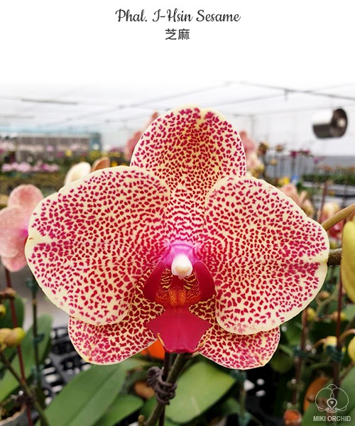 Phal. I-Hsin Sesame 2.5'' Уценка (мех. повр.)