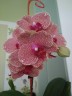 Phal. I-Hsin Sesame 2.5'' Уценка (мех. повр.)