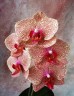 Phal. I-Hsin Sesame 2.5'' Уценка (мех. повр.)