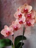 Phal. I-Hsin Sesame 2.5'' Уценка (мех. повр.)
