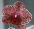 Phal. I-Hsin Sesame 2.5'' Уценка (мех. повр.)