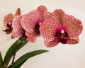 Phal. I-Hsin Sesame 2.5'' Уценка (мех. повр.)