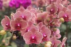 Phal. I-Hsin Sesame 2.5'' Уценка (мех. повр.)