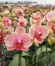 Phal. I-Hsin Sesame 2.5'' Уценка (мех. повр.)