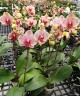 Phal. I-Hsin Sesame 2.5'' Уценка (мех. повр.)