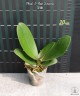 Phal. I-Hsin Sesame 2.5'' Уценка (мех. повр.)
