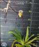 Paph. philippinense × sib 2.5''