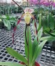 Paph. philippinense × sib 2.5''